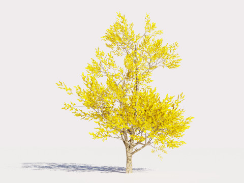 4 Yellow Tree Modello 3D