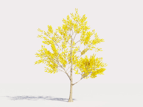 4 Yellow Tree Modello 3D