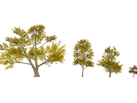 4 Yellow Tree Modello 3D