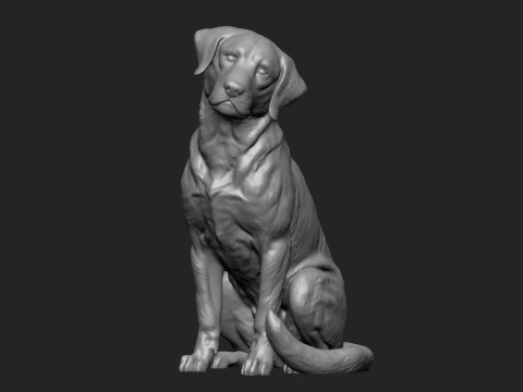 Detailed Sitting Labrador 3D Print Model 3D Print Model