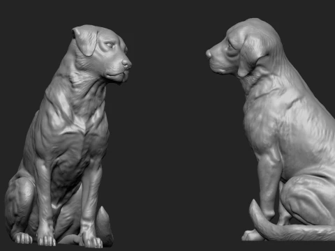 Detailed Sitting Labrador 3D Print Model 3D Print Model
