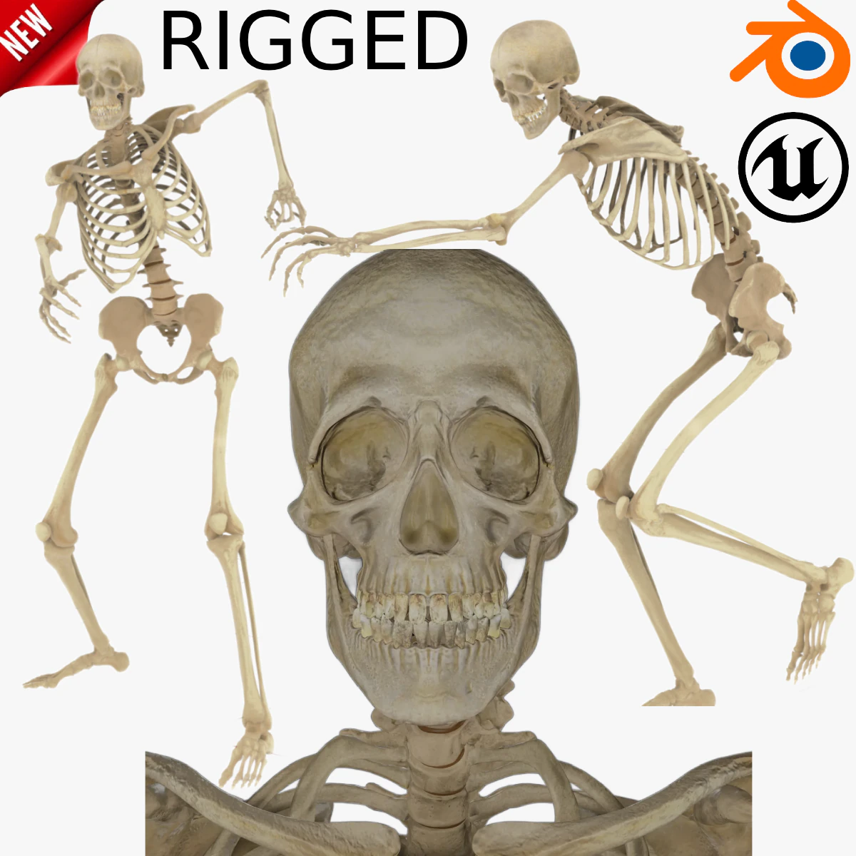 Human Rigged Skeleton Male 3D Model .c4d .max .obj .3ds .fbx .stl .blend