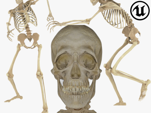 Human Rigged Skeleton Male 3D Model