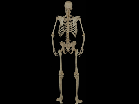 Human Rigged Skeleton Male Model 3D