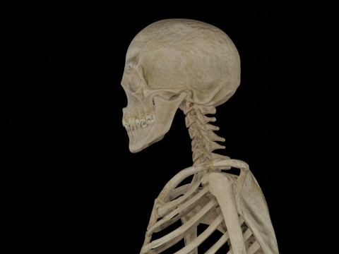 Human Rigged Skeleton Male Model 3D
