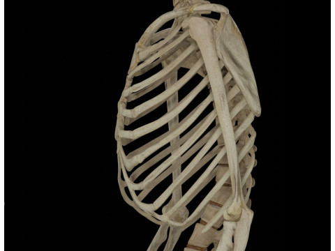Human Rigged Skeleton Male Model 3D