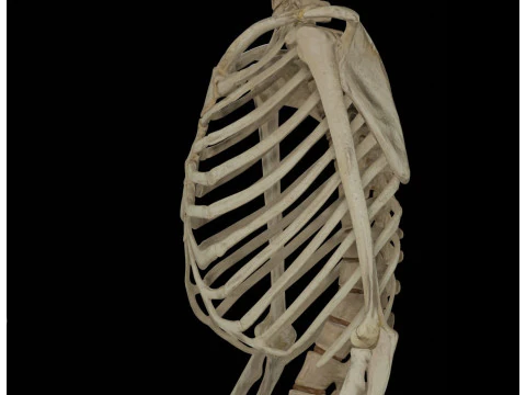 Human Rigged Skeleton Male 3D Model