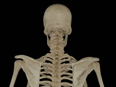 Human Rigged Skeleton Male Model 3D