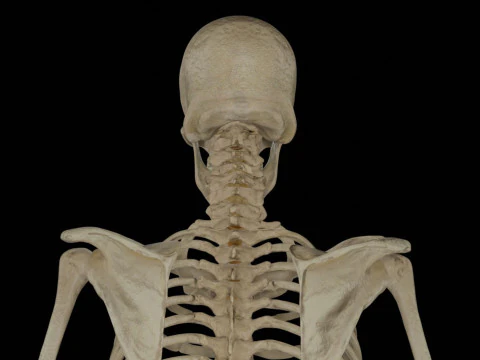 Human Rigged Skeleton Male 3D Model