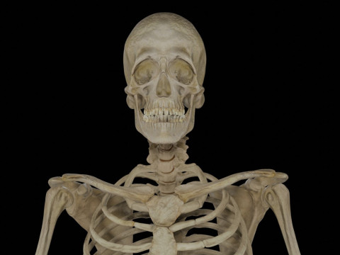 Human Rigged Skeleton Male Model 3D