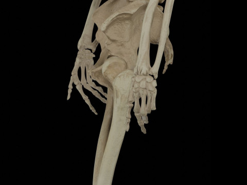 Human Rigged Skeleton Male Model 3D