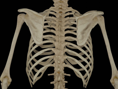 Human Rigged Skeleton Male Model 3D