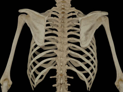Human Rigged Skeleton Male 3D Model