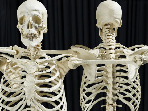 Human Rigged Skeleton Male 3D Model