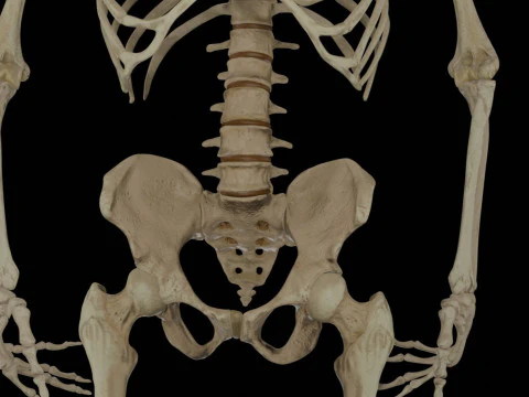 Human Rigged Skeleton Male 3D Model