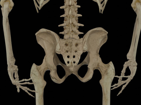 Human Rigged Skeleton Male Model 3D