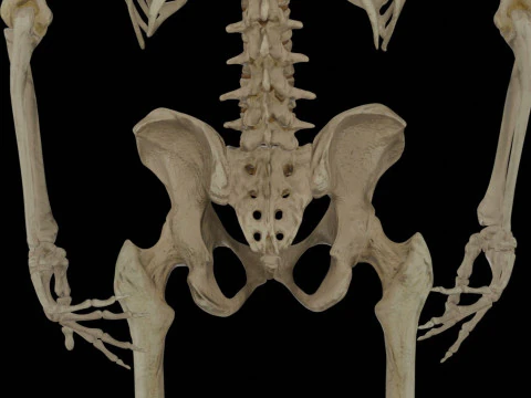 Human Rigged Skeleton Male 3D Model