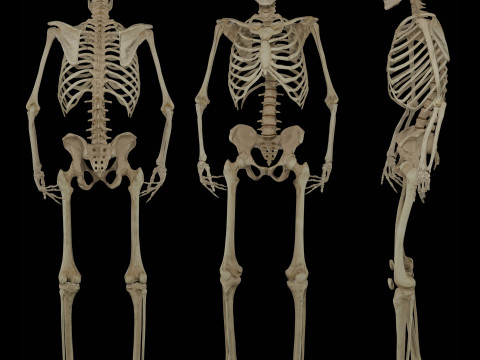 Human Rigged Skeleton Male Model 3D