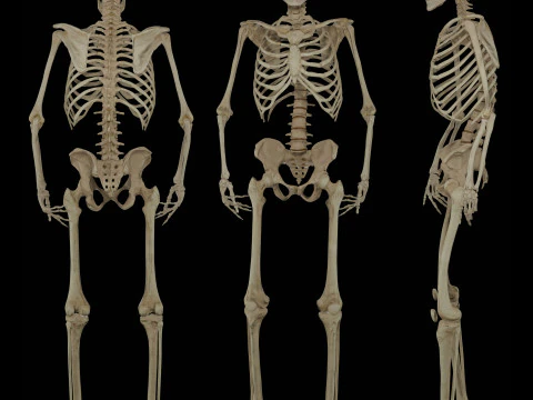 Human Rigged Skeleton Male 3D Model