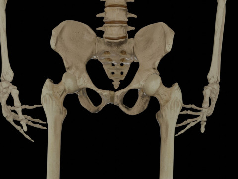 Human Rigged Skeleton Male Model 3D