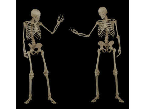 Human Rigged Skeleton Male Model 3D