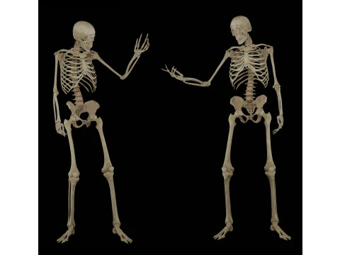 Human Rigged Skeleton Male 3D Model