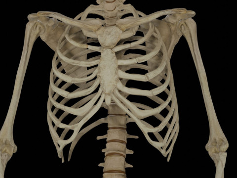 Human Rigged Skeleton Male Model 3D