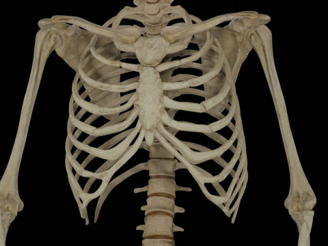 Human Rigged Skeleton Male 3D Model