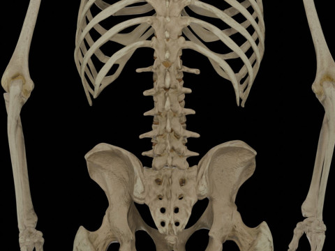 Human Rigged Skeleton Male Model 3D