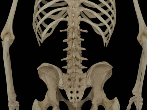 Human Rigged Skeleton Male 3D Model