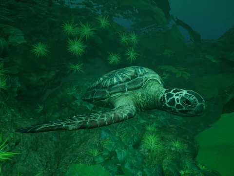 Penyu Poli Rendah Model 3D