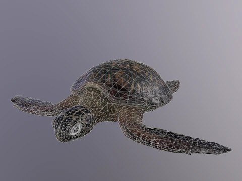 Low Poly Sea Turtle 3D Model