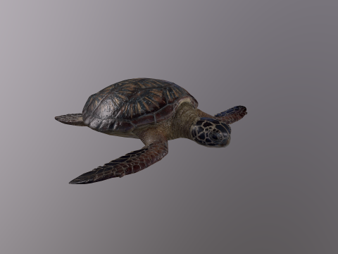 Low Poly Sea Turtle 3Dモデル