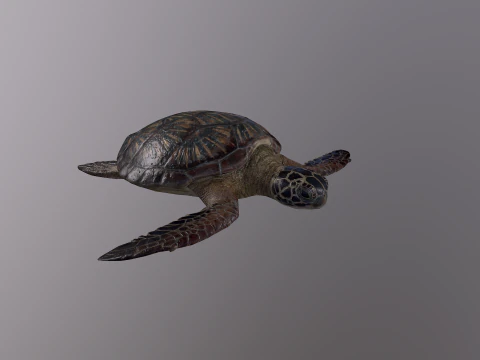 Low Poly Sea Turtle 3D Model