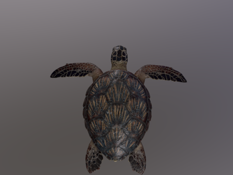 Low Poly Sea Turtle 3Dモデル