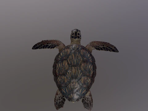 Low Poly Sea Turtle 3D Model