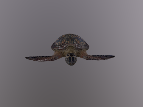 Low Poly Sea Turtle 3Dモデル