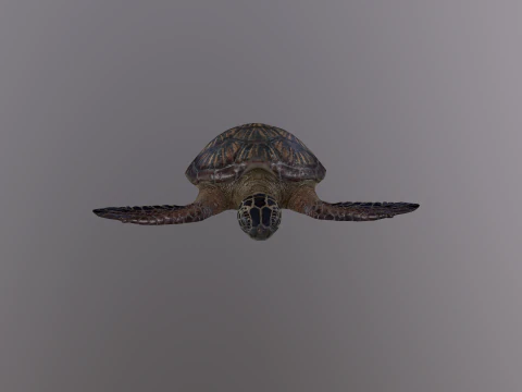 Low Poly Sea Turtle 3D Model