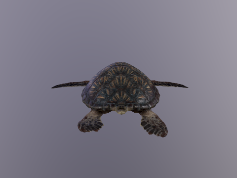 Low Poly Sea Turtle 3Dモデル