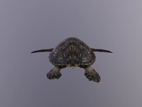 Low Poly Sea Turtle 3D Model