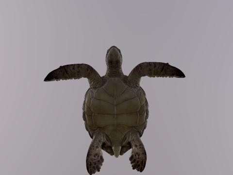 Low Poly Sea Turtle 3Dモデル