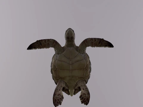 Low Poly Sea Turtle 3D Model