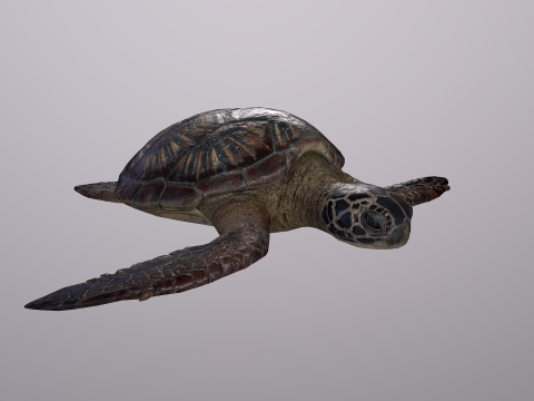 Low Poly Sea Turtle 3Dモデル