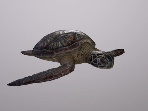 Low Poly Sea Turtle 3D Model