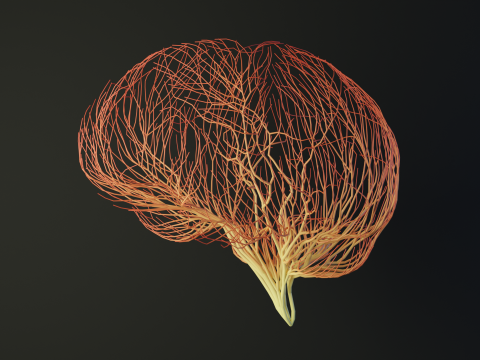 Human brain made out of lines Unrolling growing animation 3D Model