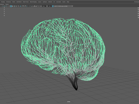 Human brain made out of lines Unrolling growing animation 3D Model