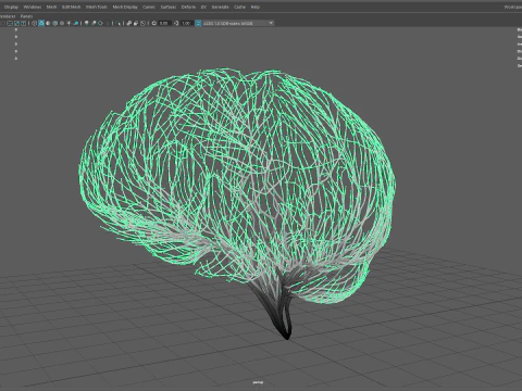 Human brain made out of lines Unrolling growing animation 3D Model