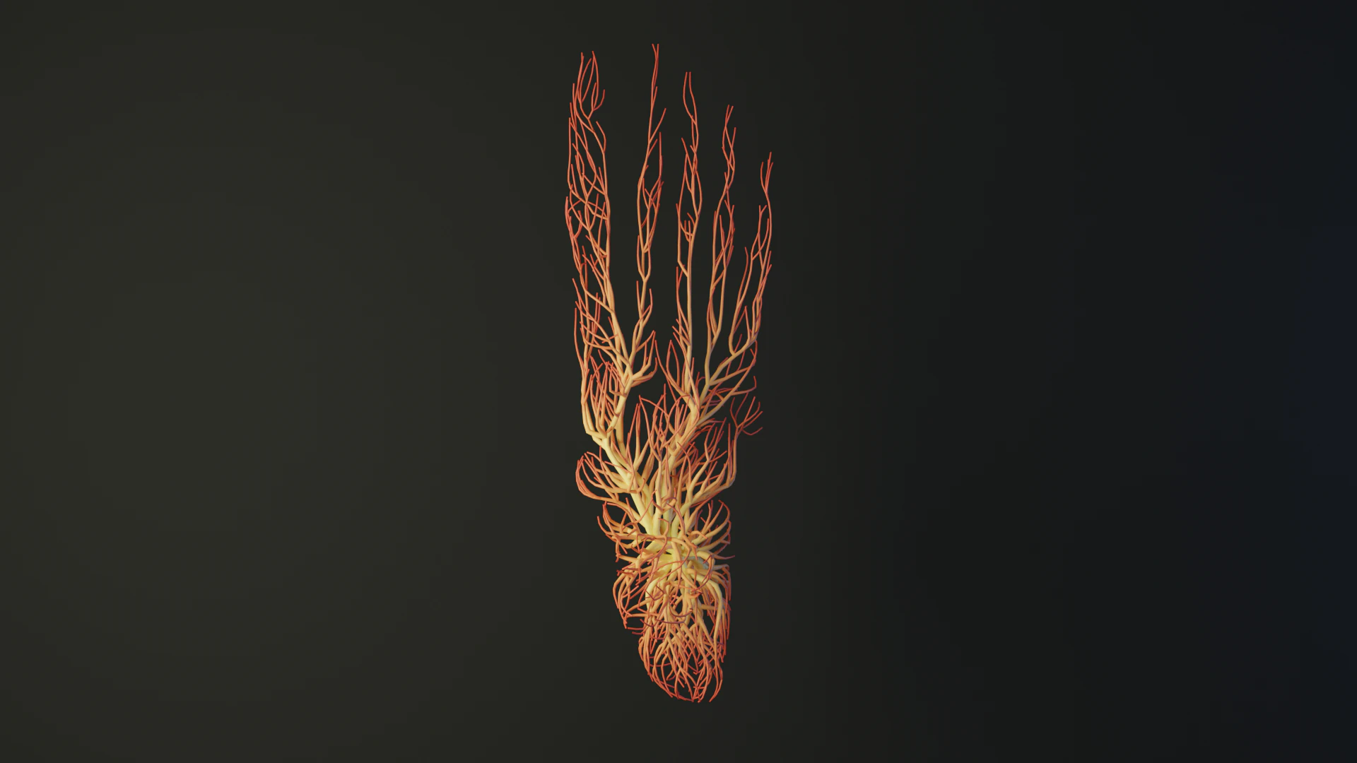 Human feet made out of lines Unrolling growing animation 3D Model .c4d .max .obj .3ds .fbx .stl .blend