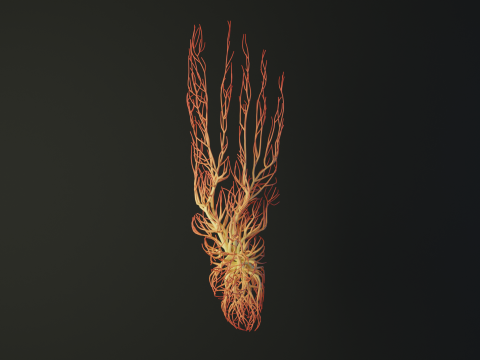 Human feet made out of lines Unrolling growing animation 3Dモデル