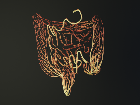 Human intestines made out of lines Unrolling growing animation 3Dモデル